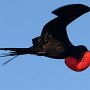 Galapagos - Male Frigate bird with mating pouch